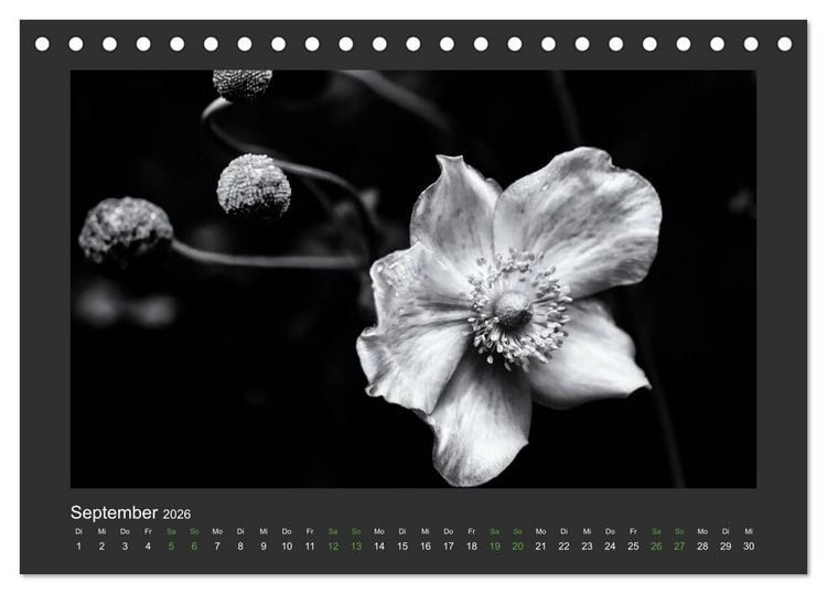 Produktbild: Pflanzen in Schwarz und Wei&szlig; (Tischkalender 2026 DIN A5 quer), CALVENDO Monatskalender