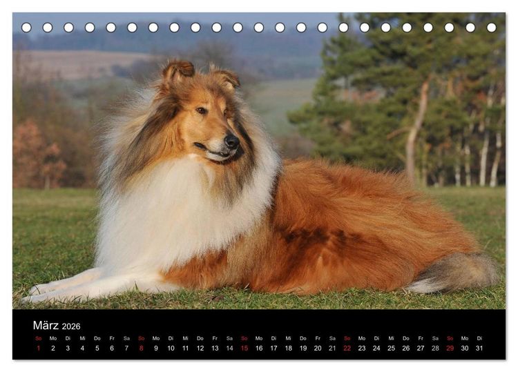 Produktbild: Faszination Collie 2026 (Tischkalender 2026 DIN A5 quer), CALVENDO Monatskalender