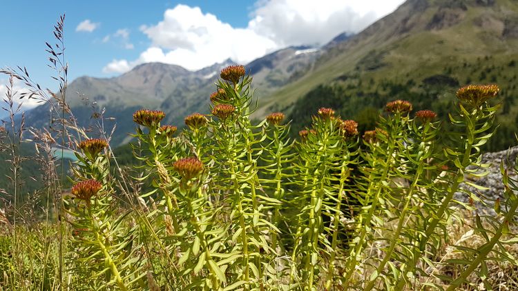 Produktbild: Quellen der Lebenskraft &ndash; Ersch&ouml;pfung nat&uuml;rlich behandeln