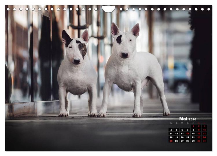 Produktbild: Listenhunde - mehr als nur eine Kategorie (Wandkalender 2026 DIN A4 quer), CALVENDO Monatskalender
