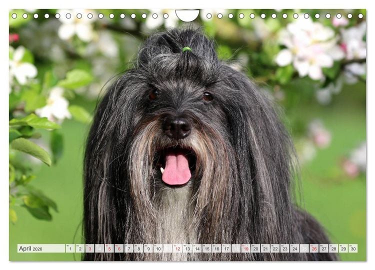 Produktbild: Tibet Terrier Theo (Wandkalender 2026 DIN A4 quer), CALVENDO Monatskalender