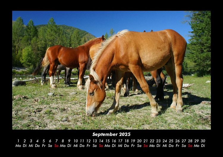 Produktbild: Pferdetraum 2025 Fotokalender DIN A3