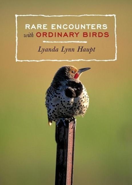 Produktbild: Rare Encounters with Ordinary Birds