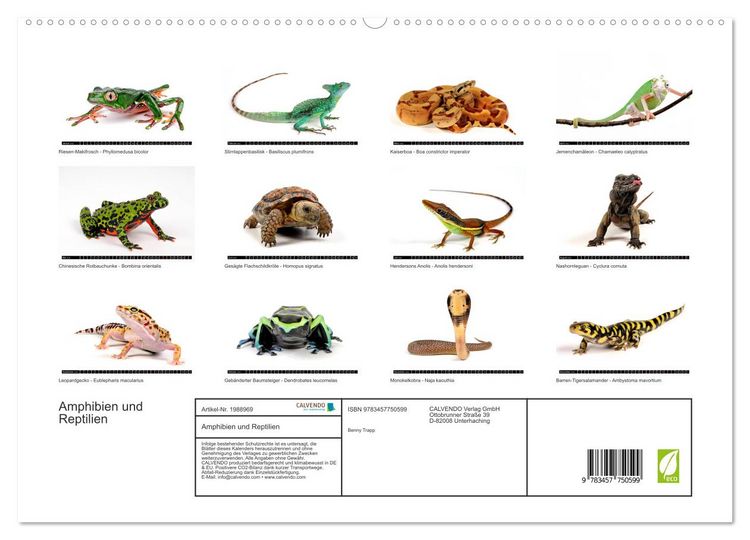 Produktbild: Amphibien und Reptilien (hochwertiger Premium Wandkalender 2026 DIN A2 quer), Kunstdruck in Hochglanz