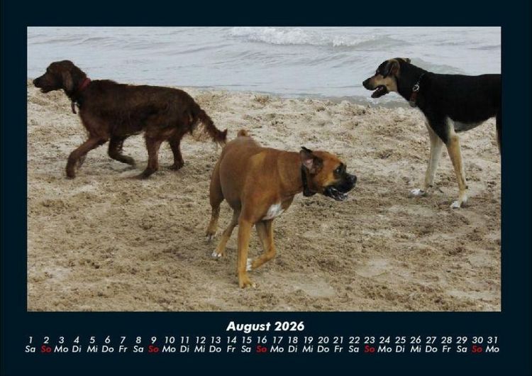 Produktbild: Hunde 2026 Fotokalender DIN A4