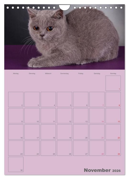 Produktbild: Britisch Kurzhaar Katzen - Planer (Wandkalender 2026 DIN A4 hoch), CALVENDO Monatskalender