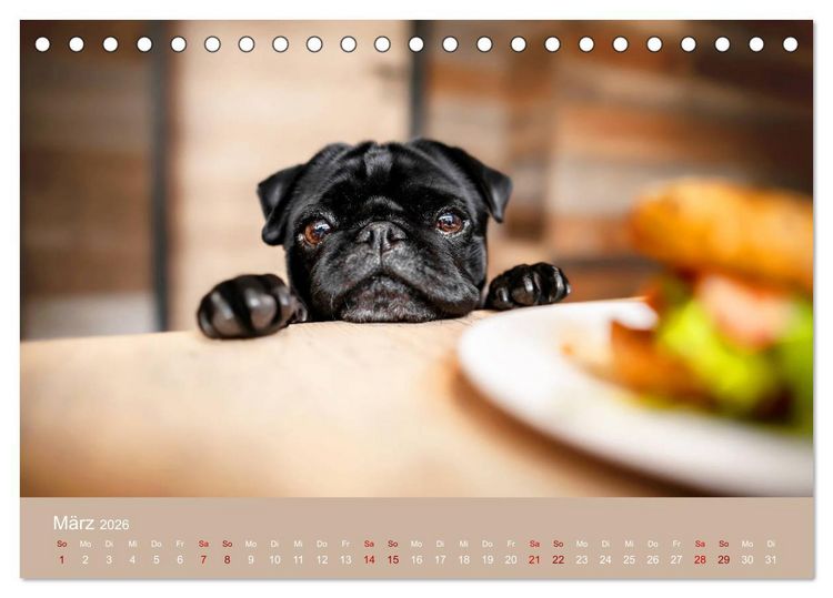 Produktbild: Diesel - ein mopsiges Leben (Tischkalender 2026 DIN A5 quer), CALVENDO Monatskalender