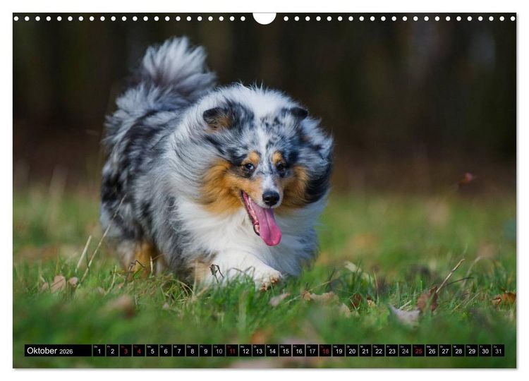 Produktbild: Traumhund Sheltie (Wandkalender 2026 DIN A3 quer), CALVENDO Monatskalender