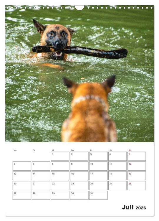 Produktbild: Malinois Power auf vier Pfoten (Wandkalender 2026 DIN A3 hoch), CALVENDO Monatskalender