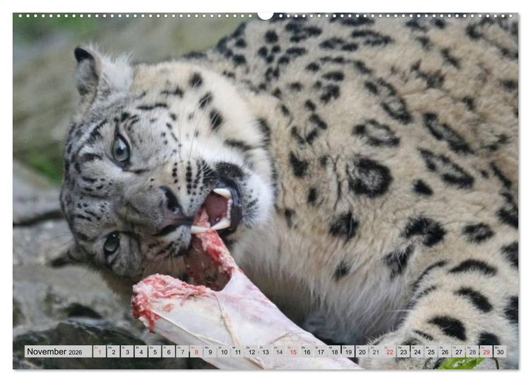 Produktbild: Schneeleoparden. Perfekte Raubkatzen-Sch&ouml;nheiten (hochwertiger Premium Wandkalender 2026 DIN A2 quer), Kunstdruck in Hochglanz