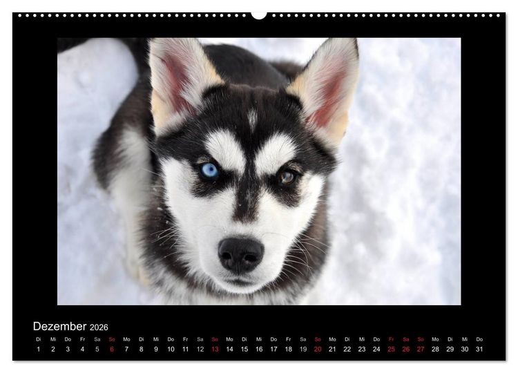 Produktbild: Husky-Kalender (Wandkalender 2026 DIN A2 quer), CALVENDO Monatskalender