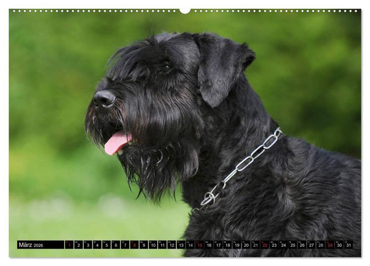 Produktbild: Treuer Freund Riesenschnauzer (Wandkalender 2026 DIN A2 quer), CALVENDO Monatskalender