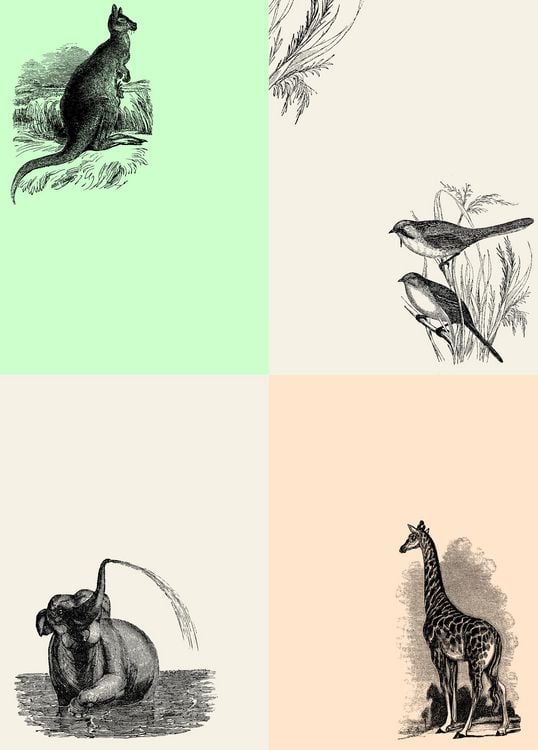 Produktbild: Natural History