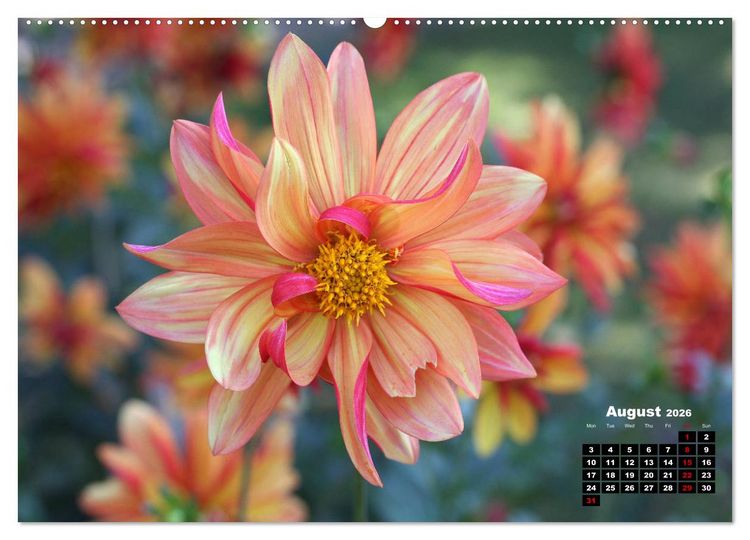 Produktbild: Magical Dahlias (High Quality Premium Wall Calendar 2026 DIN A2 landscape),CALVENDO 12 Month Wall Calendar