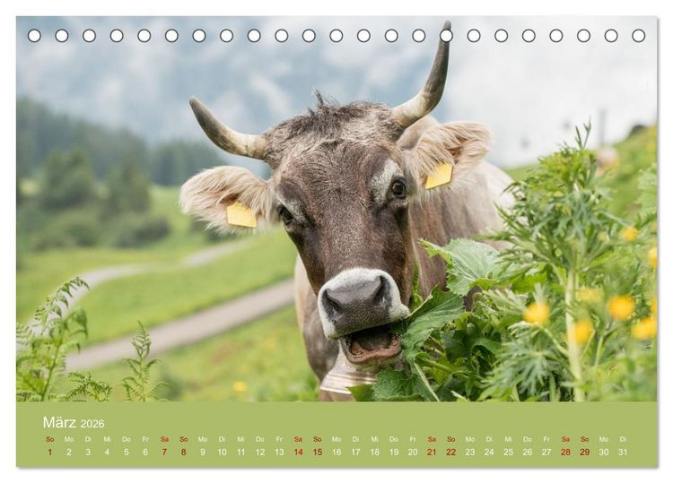 Produktbild: Allg&auml;uer Rindvieh 2026 (Tischkalender 2026 DIN A5 quer), CALVENDO Monatskalender