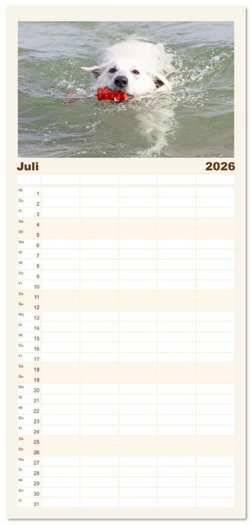 Produktbild: Familienplaner 2026 - Berger Blanc Suisse - Weggef&auml;hrten auf 4 Pfoten mit 5 Spalten (Wandkalender, 21 x 45 cm) CALVENDO