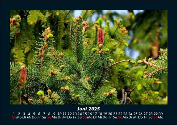 Produktbild: B&auml;ume 2025 Fotokalender DIN A5