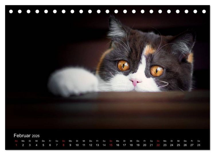Produktbild: Schokoladige Britisch Kurzhaar Katzen (Tischkalender 2026 DIN A5 quer), CALVENDO Monatskalender