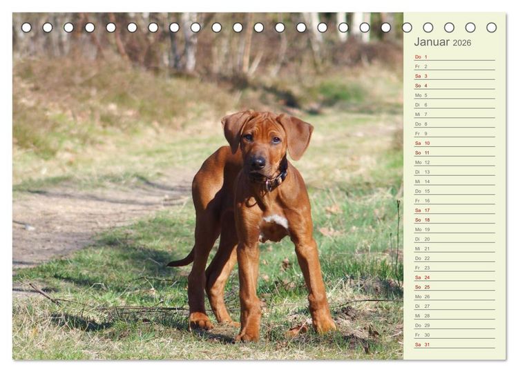 Produktbild: Rhodesian Ridgeback - Jung, wild, zuckers&uuml;&szlig; (Tischkalender 2026 DIN A5 quer), CALVENDO Monatskalender