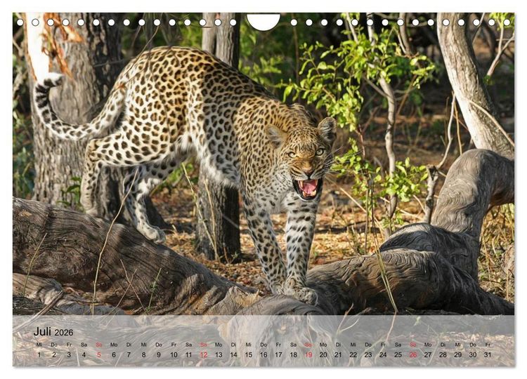 Produktbild: Leoparden. Elegante J&auml;ger (Wandkalender 2026 DIN A4 quer), CALVENDO Monatskalender