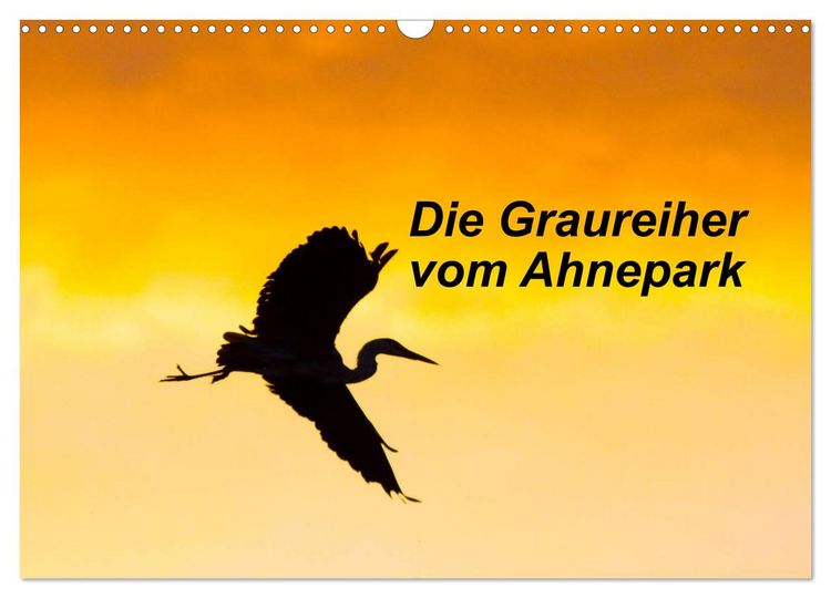 Produktbild: Die Graureiher vom Ahnepark (Wandkalender 2026 DIN A3 quer), CALVENDO Monatskalender