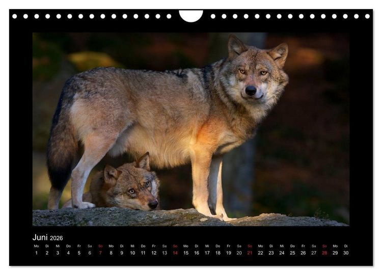 Produktbild: Wolf, Luchs und Co. - Tierbilder aus dem Bayerischen Wald (Wandkalender 2026 DIN A4 quer), CALVENDO Monatskalender