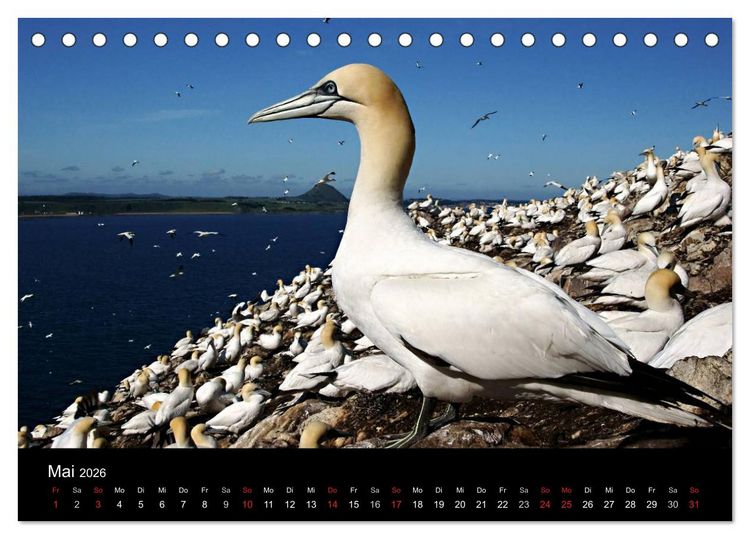 Produktbild: Schottland 2026 (Tischkalender 2026 DIN A5 quer), CALVENDO Monatskalender