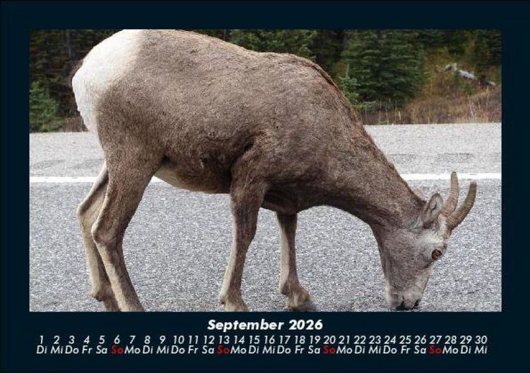 Produktbild: Der Tierkalender 2026 Fotokalender DIN A5