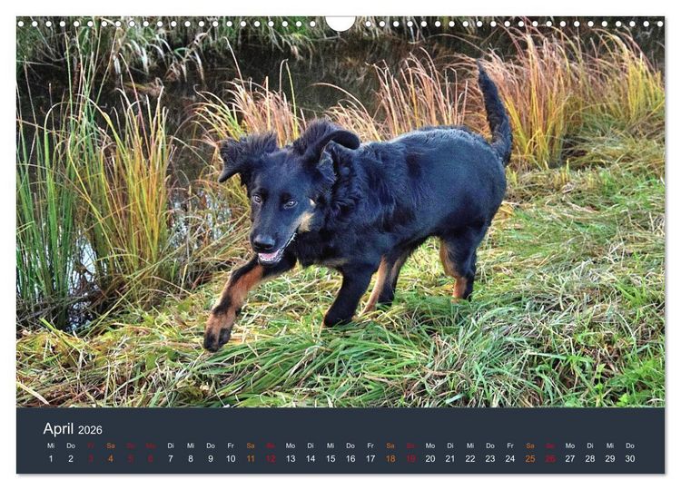Produktbild: Ein Hovawart, ein Wachhund (Wandkalender 2026 DIN A3 quer), CALVENDO Monatskalender
