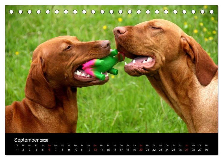 Produktbild: Magyar Vizsla (Tischkalender 2026 DIN A5 quer), CALVENDO Monatskalender