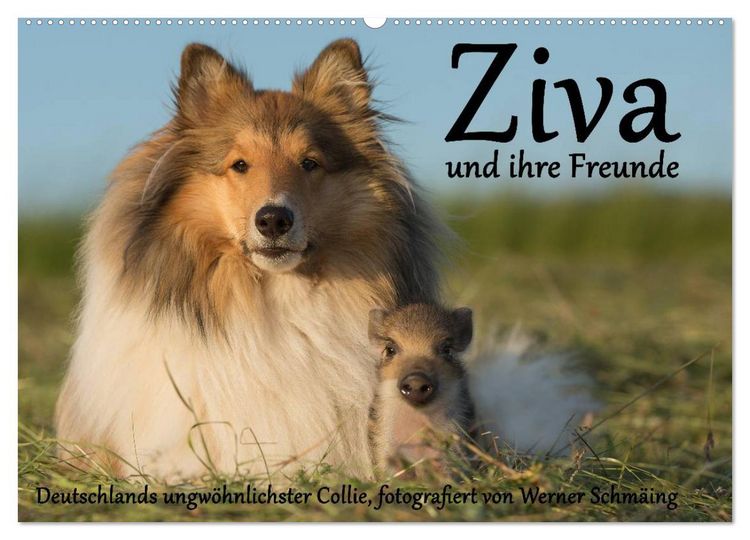 Produktbild: Ziva und ihre Freunde (Wandkalender 2026 DIN A2 quer), CALVENDO Monatskalender
