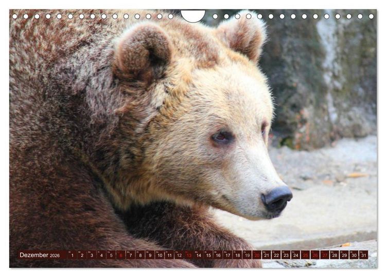Produktbild: B&auml;ren (Wandkalender 2026 DIN A4 quer), CALVENDO Monatskalender