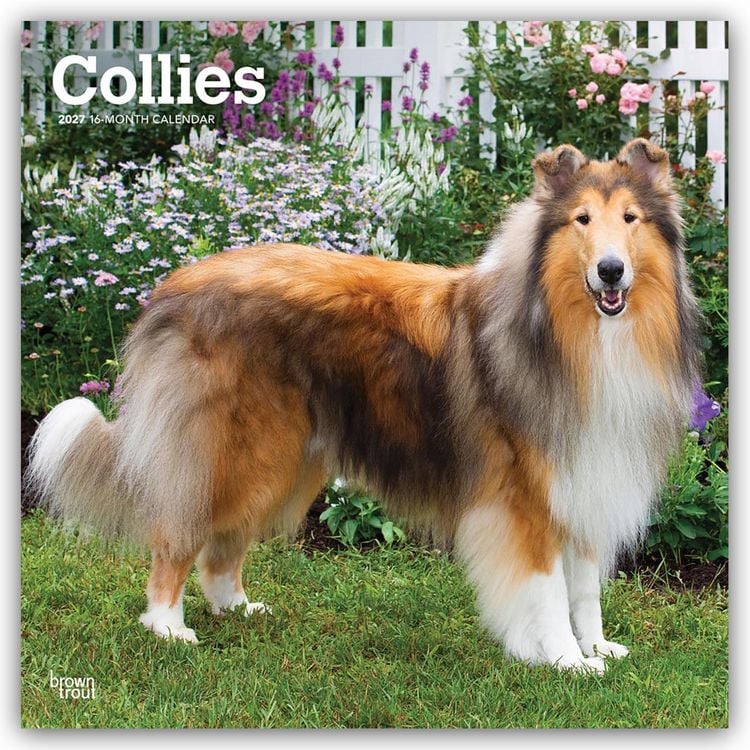 Produktbild: Collies &ndash; Langhaarcollie 2027 &ndash; 16-Monatskalender