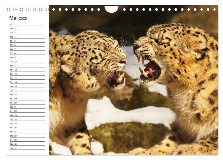 Produktbild: Leoparden. Elegante J&auml;ger (Wandkalender 2026 DIN A4 quer), CALVENDO Monatskalender