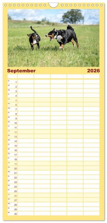 Produktbild: Familienplaner 2026 - Appenzeller Sennenhunde - Fr&ouml;hliche Kameraden mit 5 Spalten (Wandkalender, 21 x 45 cm) CALVENDO