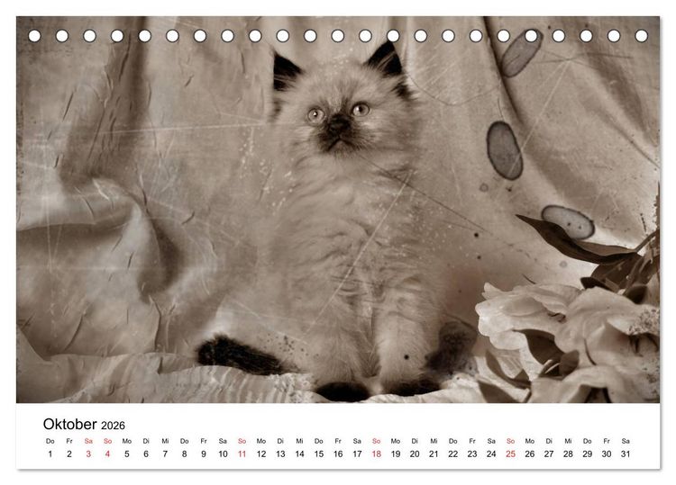 Produktbild: Oma's Katzenkalender 2026 (Tischkalender 2026 DIN A5 quer), CALVENDO Monatskalender