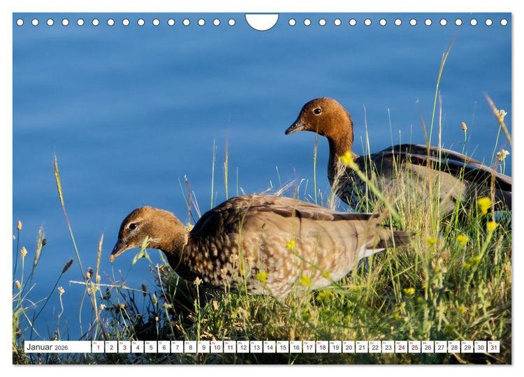 Produktbild: Australiens V&ouml;gel (Wandkalender 2026 DIN A4 quer), CALVENDO Monatskalender