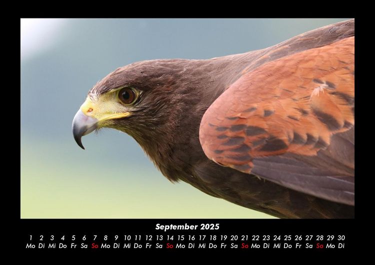 Produktbild: Welt der V&ouml;gel 2025 Fotokalender DIN A3