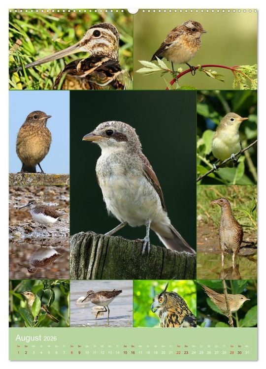 Produktbild: Alles f&uuml;r die V&ouml;gel (Wandkalender 2026 DIN A2 hoch), CALVENDO Monatskalender
