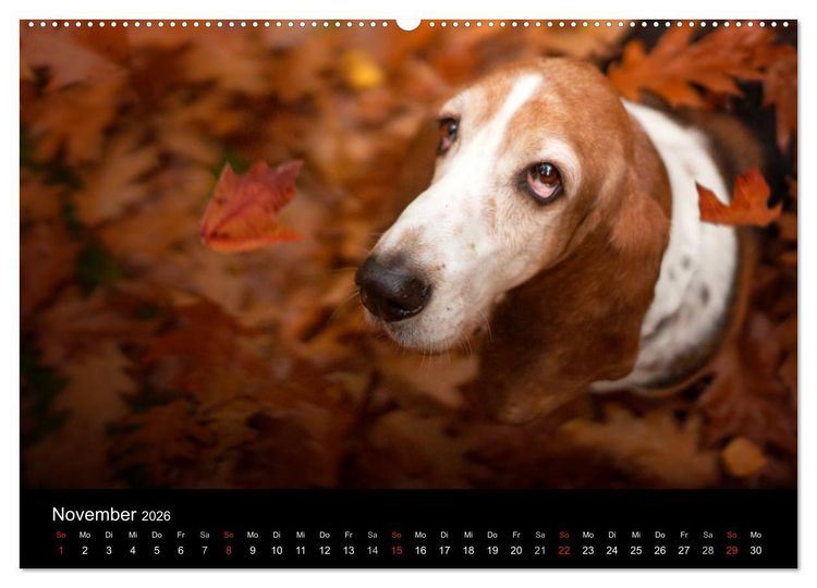 Produktbild: Der Basset, eine LANGE und besondere Liebe (Wandkalender 2026 DIN A2 quer), CALVENDO Monatskalender