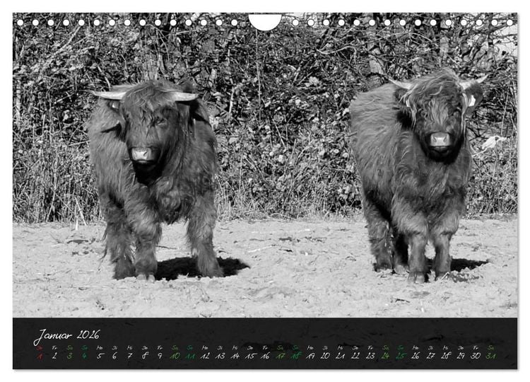 Produktbild: Highland Cattle vom Nordlicht - Faszination Hochland Rind (Wandkalender 2026 DIN A4 quer), CALVENDO Monatskalender