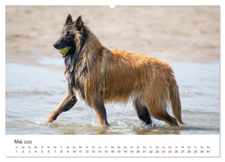 Produktbild: Freunde auf vier Pfoten am Strand (hochwertiger Premium Wandkalender 2026 DIN A2 quer), Kunstdruck in Hochglanz