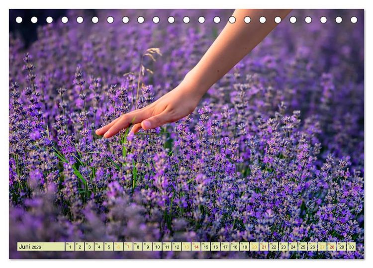 Produktbild: Traum-Ziele - Lavendel der Provence, Frankreich (Tischkalender 2026 DIN A5 quer), CALVENDO Monatskalender