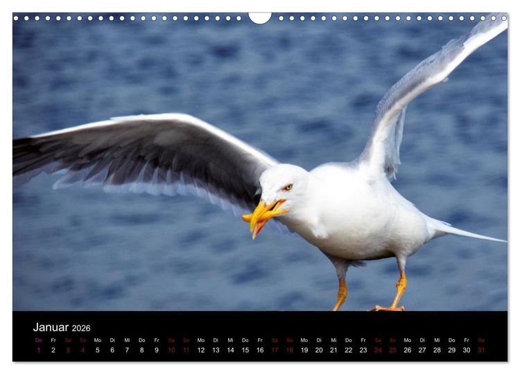 Produktbild: Segelsommer - D&auml;nische S&uuml;dsee (Wandkalender 2026 DIN A3 quer), CALVENDO Monatskalender