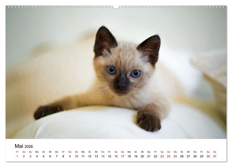Produktbild: Katzenbabys (Wandkalender 2026 DIN A2 quer), CALVENDO Monatskalender
