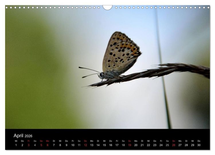 Produktbild: Schmetterlinge in Deutschland (Wandkalender 2026 DIN A3 quer), CALVENDO Monatskalender