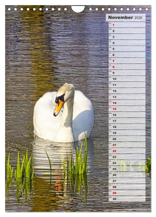 Produktbild: Stolze Schw&auml;ne (Wandkalender 2026 DIN A4 hoch), CALVENDO Monatskalender