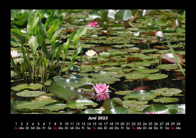 Produktbild: Pflanzen und Bl&uuml;ten 2025 Fotokalender DIN A3