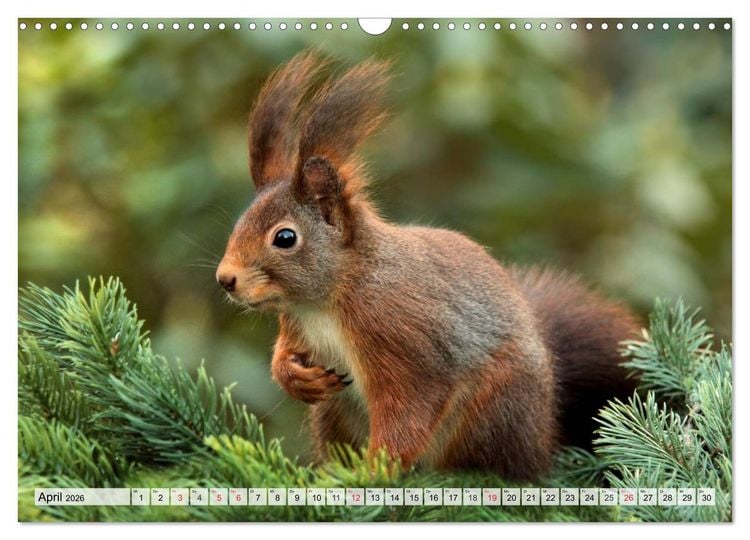 Produktbild: Wildtiere. Heimische Sch&ouml;nheiten (Wandkalender 2026 DIN A3 quer), CALVENDO Monatskalender