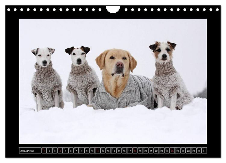 Produktbild: Parson Russell Terrier (Wandkalender 2026 DIN A4 quer), CALVENDO Monatskalender